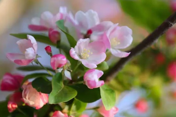 解语花有什么花语，代表游子思乡、离愁别绪等含义