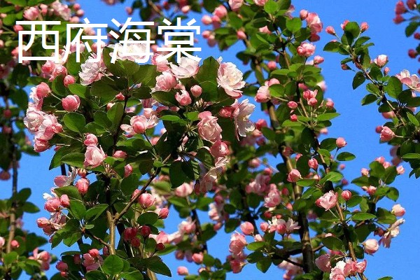 解语花有什么花语，代表游子思乡、离愁别绪等含义