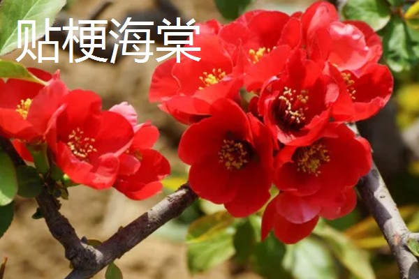 解语花有什么花语，代表游子思乡、离愁别绪等含义