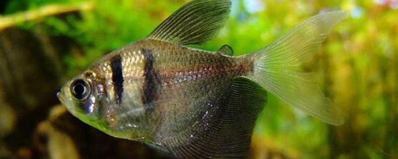 黑裙鱼可以和什么鱼一起养，彩裙鱼、斑马鱼等品种都是适宜选择