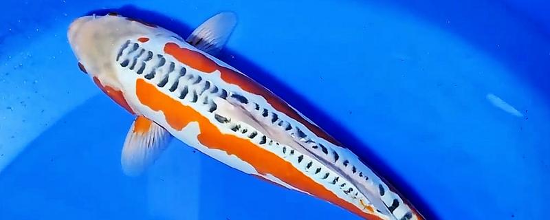 秋翠锦鲤的产地，主产于日本