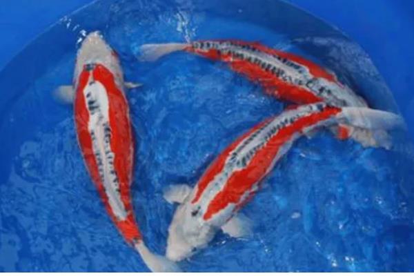 秋翠锦鲤的产地，主产于日本