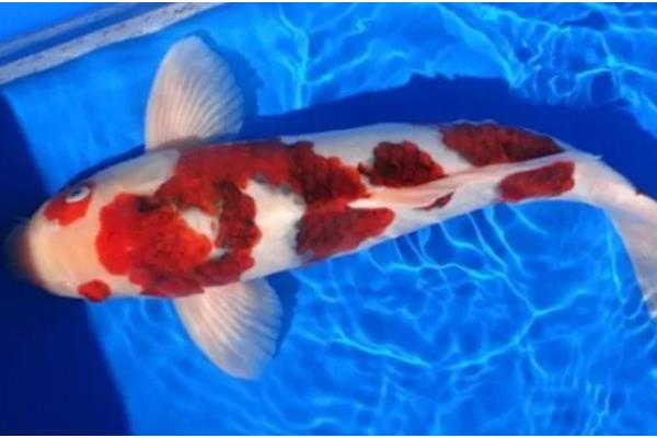 秋翠锦鲤的产地，主产于日本