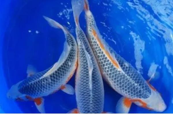 秋翠锦鲤的产地，主产于日本