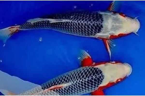 秋翠锦鲤的产地，主产于日本