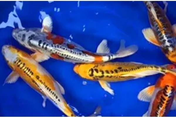 秋翠锦鲤的产地，主产于日本