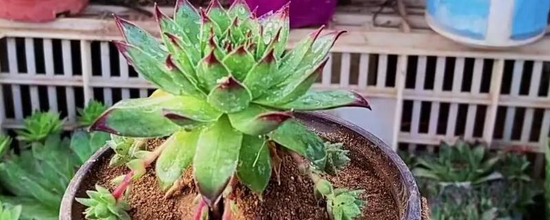 观音莲的修剪方法，侧芽长出后要砍头