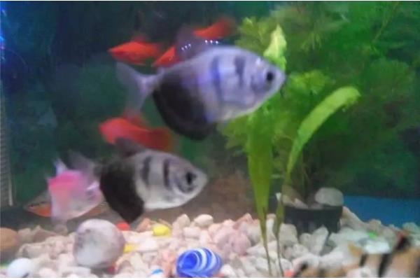 黑裙鱼可以和什么鱼一起养，彩裙鱼、斑马鱼等品种都是适宜选择