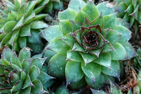 观音莲的修剪方法，侧芽长出后要砍头