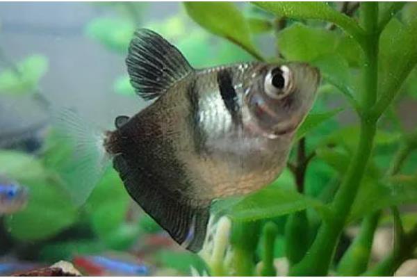 黑裙鱼可以和什么鱼一起养，彩裙鱼、斑马鱼等品种都是适宜选择