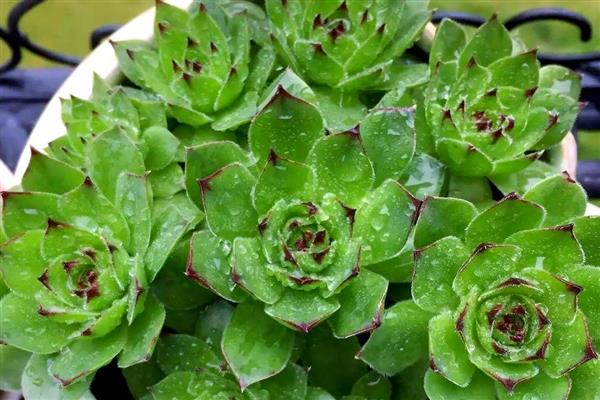 观音莲的修剪方法，侧芽长出后要砍头