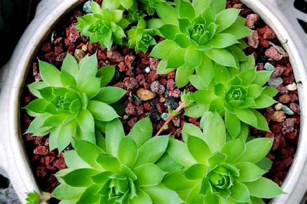 观音莲的修剪方法，侧芽长出后要砍头