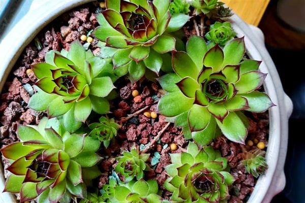 观音莲的修剪方法，侧芽长出后要砍头