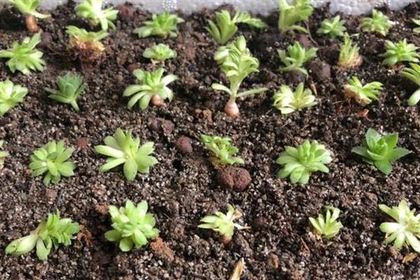 观音莲的修剪方法，侧芽长出后要砍头