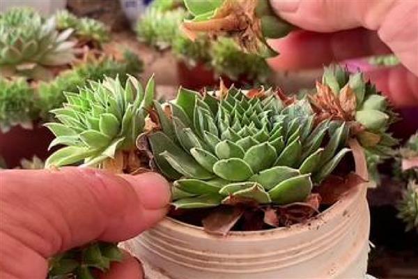 观音莲的修剪方法，侧芽长出后要砍头