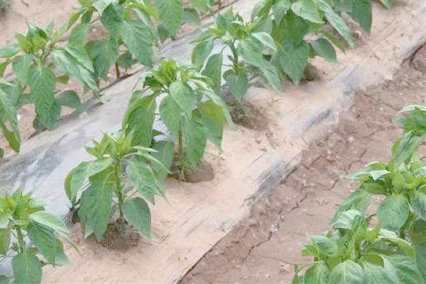 甜椒坐果率低如何解决，夏季高温时要控制好温度和湿度