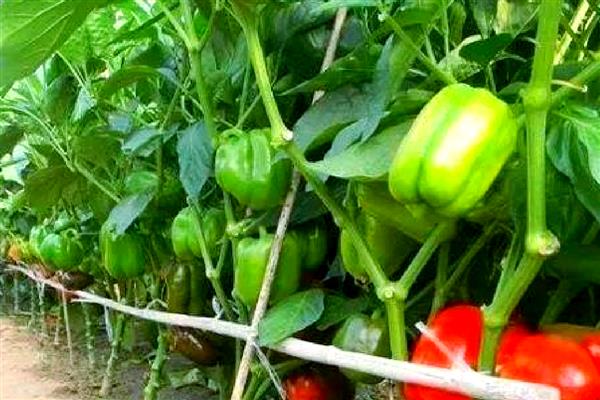 甜椒坐果率低如何解决，夏季高温时要控制好温度和湿度