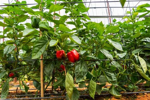 甜椒坐果率低如何解决，夏季高温时要控制好温度和湿度