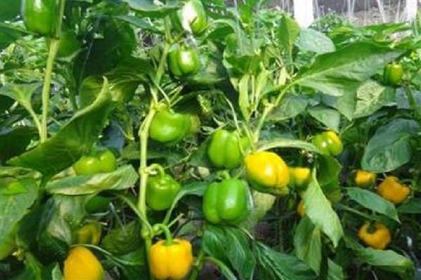 甜椒坐果率低如何解决，夏季高温时要控制好温度和湿度