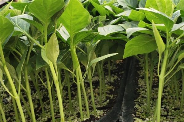 甜椒坐果率低如何解决，夏季高温时要控制好温度和湿度