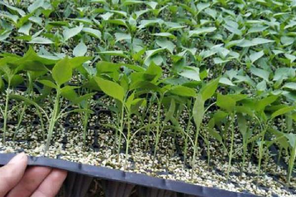 甜椒坐果率低如何解决，夏季高温时要控制好温度和湿度