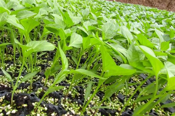 甜椒坐果率低如何解决，夏季高温时要控制好温度和湿度