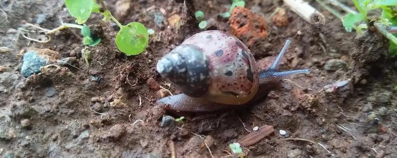 菜地蜗牛能给鸡吃吗，少许喂鸡是可以的