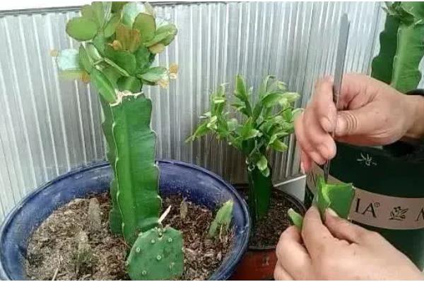 仙人掌的嫁接方法,砧木常选用选生长旺盛、根系发达的品种