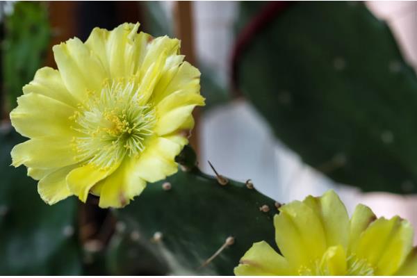 仙人掌的嫁接方法,砧木常选用选生长旺盛、根系发达的品种