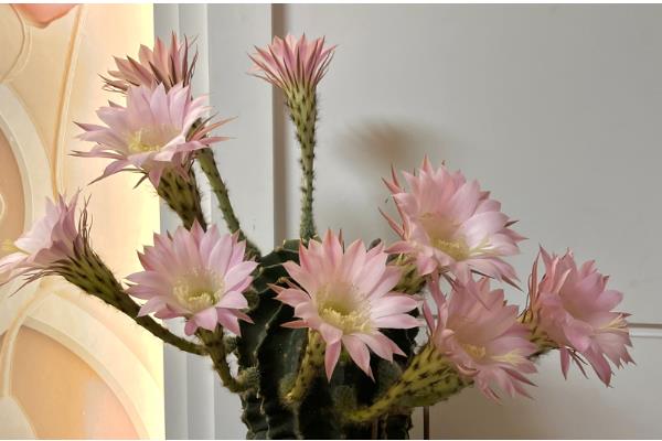 仙人掌的嫁接方法,砧木常选用选生长旺盛、根系发达的品种