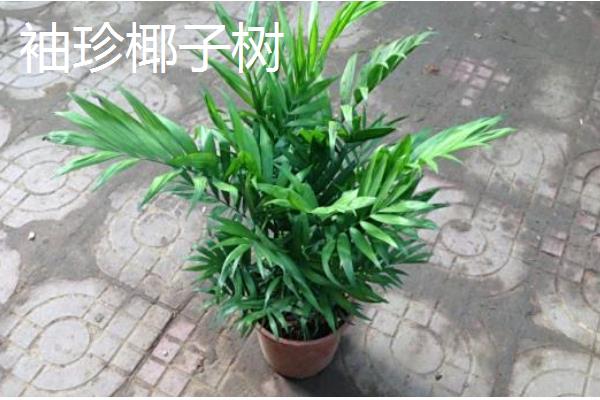 椰子树有什么品种，袖珍椰子树、大王椰子树等品种很常见