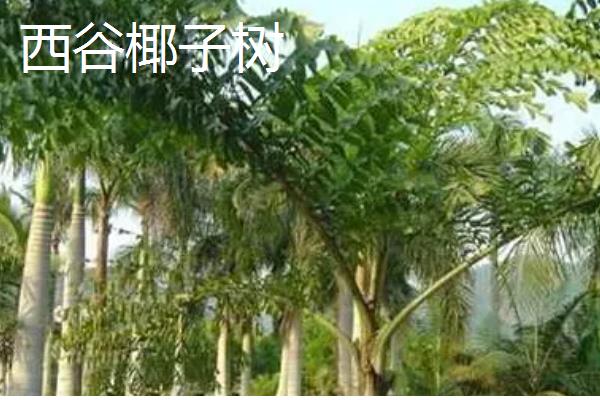 椰子树有什么品种，袖珍椰子树、大王椰子树等品种很常见