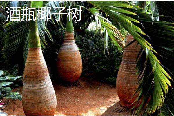 椰子树有什么品种，袖珍椰子树、大王椰子树等品种很常见