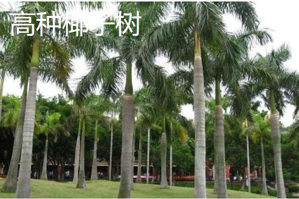 椰子树有什么品种，袖珍椰子树、大王椰子树等品种很常见