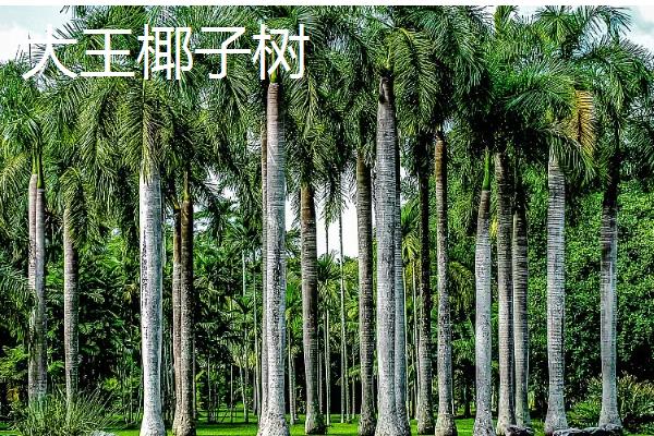 椰子树有什么品种，袖珍椰子树、大王椰子树等品种很常见