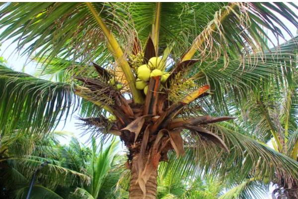 椰子树有什么品种，袖珍椰子树、大王椰子树等品种很常见