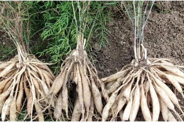 三年天冬的亩产量，干货后能达到450-500kg左右