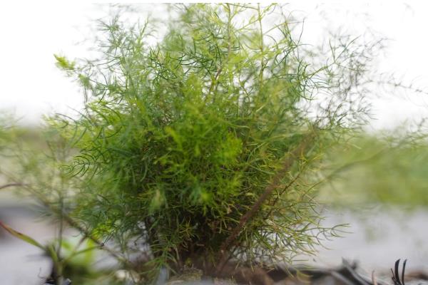 三年天冬的亩产量，干货后能达到450-500kg左右