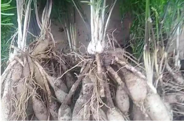 三年天冬的亩产量，干货后能达到450-500kg左右