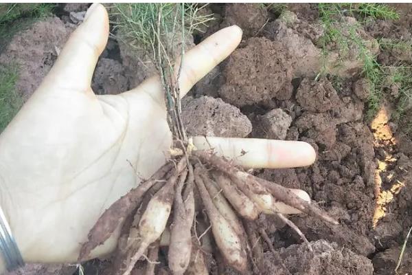 三年天冬的亩产量，干货后能达到450-500kg左右