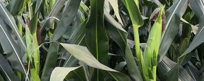 玉米大斑病的防治方法，选择抗病品种作为种植对象