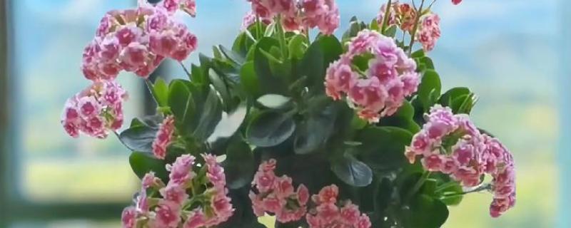 长寿花为何叶子发白，可能是发生了白粉病