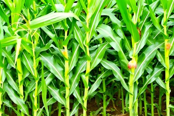 玉米大斑病的防治方法，选择抗病品种作为种植对象