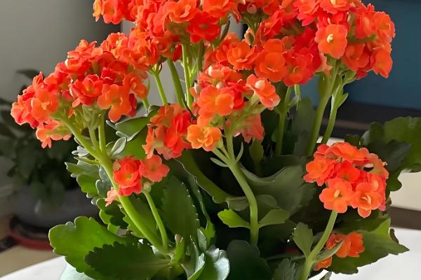 长寿花为何叶子发白，可能是发生了白粉病