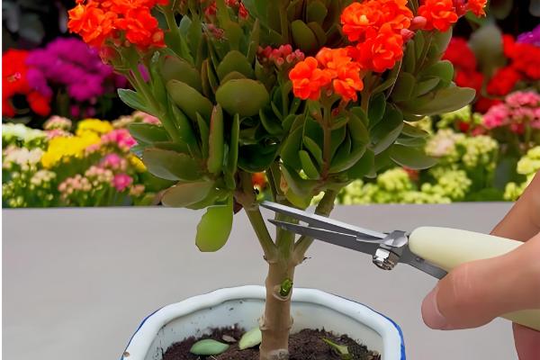 长寿花为何叶子发白，可能是发生了白粉病