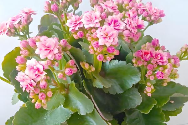 长寿花为何叶子发白，可能是发生了白粉病