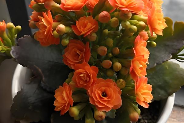 长寿花为何叶子发白，可能是发生了白粉病