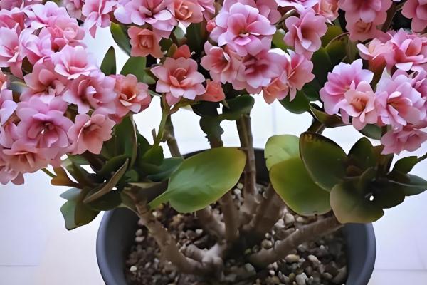 长寿花为何叶子发白，可能是发生了白粉病