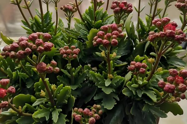 长寿花为何叶子发白，可能是发生了白粉病