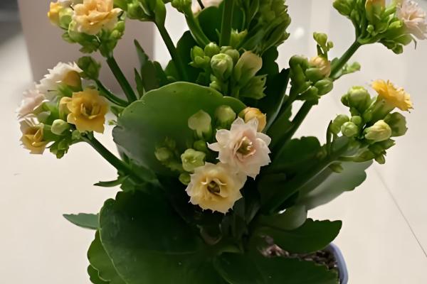 长寿花为何叶子发白，可能是发生了白粉病